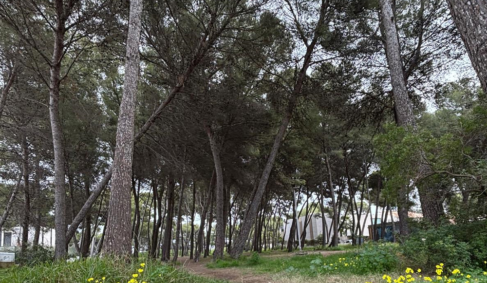 Vivienda Xiprers en Port d'Alcúdia